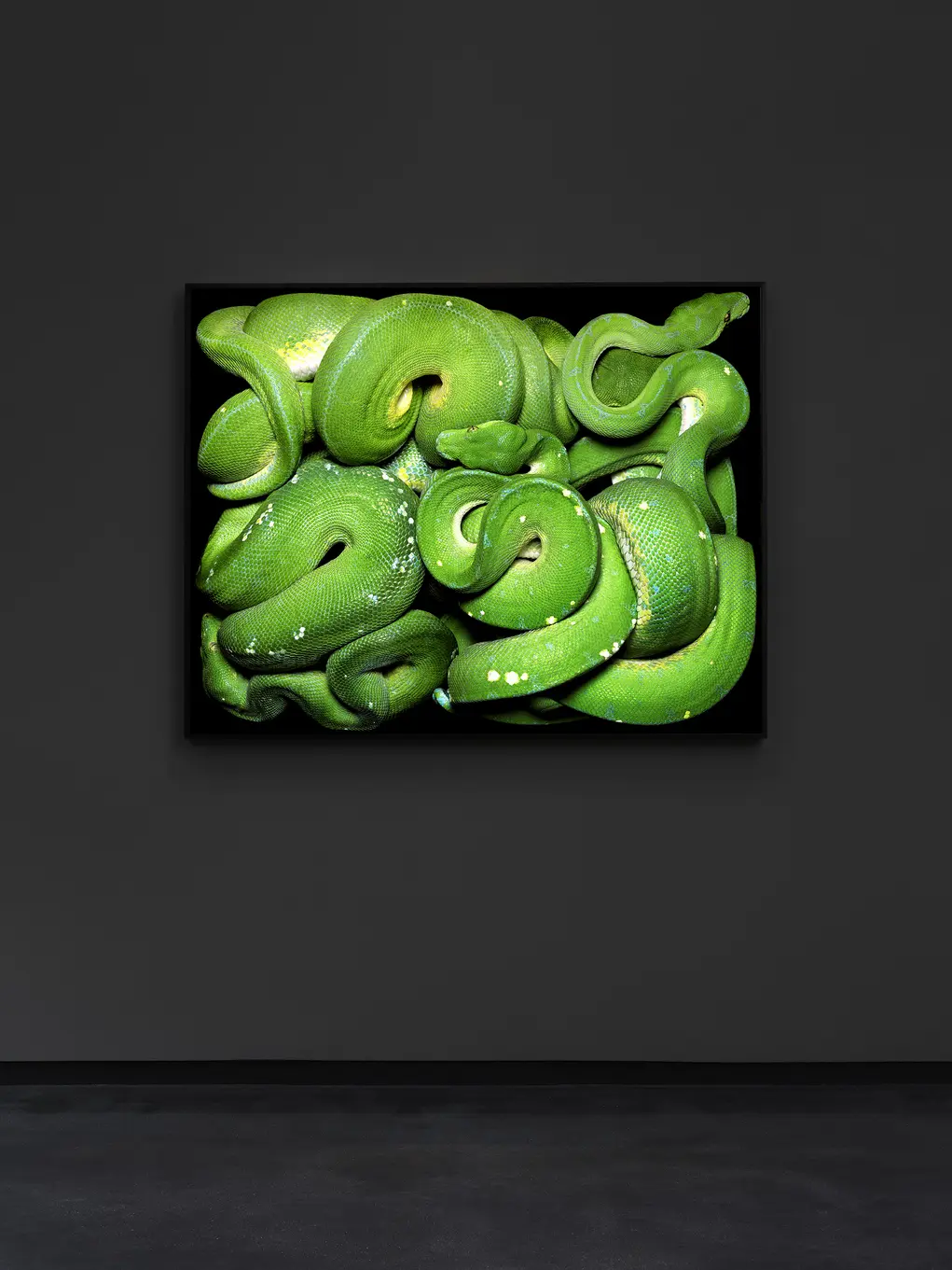 Snakes on canvas