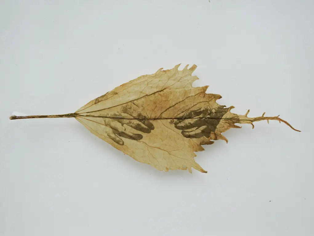 A leaf